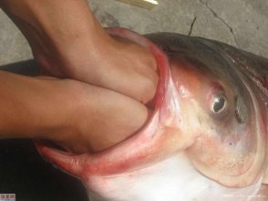 pics_lvanagine_1221392866.