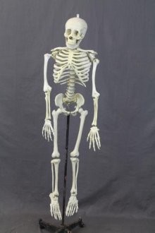 skeleton.jpeg