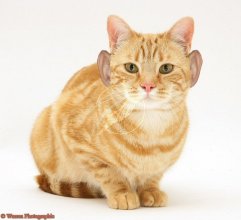 catears.jpg