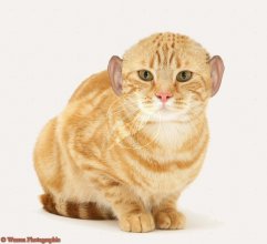cat2ears.jpg