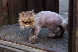 shaved-cat-7.jpg