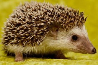 Hedgehog.jpg