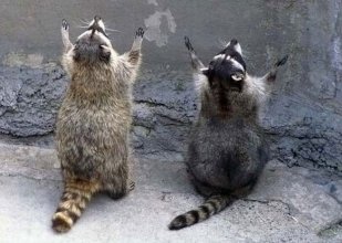 racoons.jpg