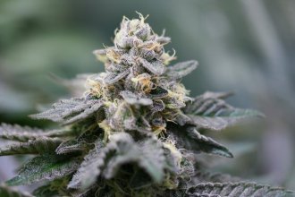 Watermelon_Zkittlez.jpg