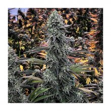 dying-breed-seeds-watermelon-zkittlez.jpg