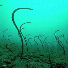 garden-of-eels.gif
