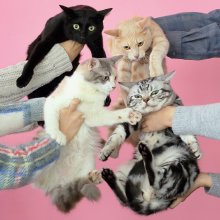 20191025.0248.18 Kinoko Teikoku - Neko to Allergie cover.jpg