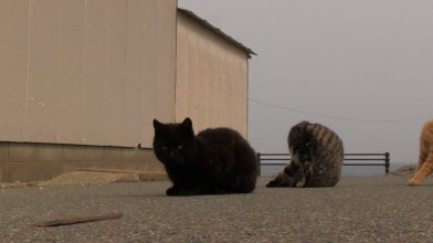 I Am a Cat 2017.mp4_snapshot_00.22.25_[2020.04.03_13.16.55].jpg
