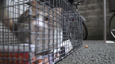 I Am a Cat 2017.mp4_snapshot_00.39.25_[2020.04.03_13.17.05].jpg
