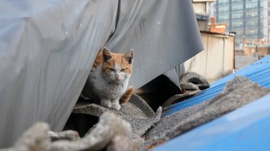 I Am a Cat 2017.mp4_snapshot_01.21.35_[2020.04.03_13.17.25].jpg