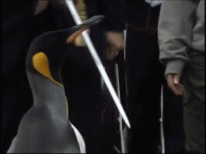 edb88ac121805fb181a7ef94691a7341.gif