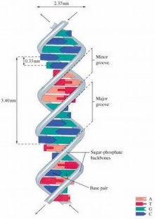 dna17.jpg