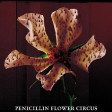 20251018.1711.7 Penicillin Flower Circus (2004) (FLAC) (H15M6JIK3Z0EMW) cover.jpg