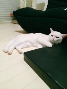 Miro dec29 2014.jpg