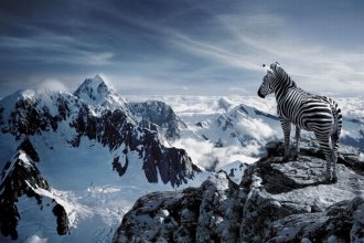 zebra.jpg