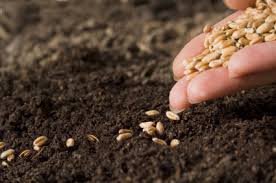 seeding+image.jpeg