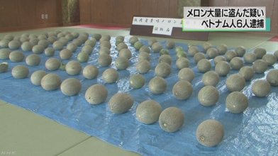 melon1.jpg melon1.jpg