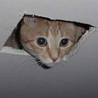 Ceiling Cat
