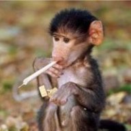 niponmonkey